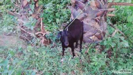 বিশালগড়: চেলিখলা নাকা পয়েন্টে ট্রাফিক পুলিশের হাতে আটক দুই ছাগল চোর, তুলে দেওয়া হয় পুলিশের হাতে