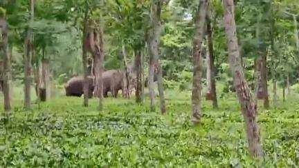 ধূপগুড়ি: মোরাঘাট  চাবাগানে ঢুকে পড়ল দুটো দলছুট বুনো হাতি,  আতঙ্কে কাজ কর্ম বন্ধ হয়ে যায়