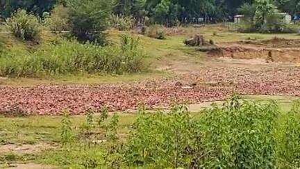 पखांजूर: पखांजूर में लगातार बारिश के कारण क्षेत्र के कई तेंदूपत्ता खरीदी केंद्र का भीगा तेंदूपत्ता