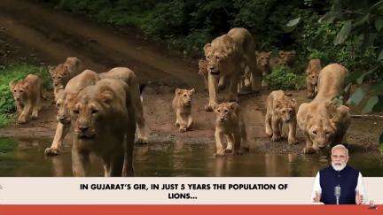 PM Narendra Modi highlighted that the lion population in Gir has increased from 674 to 891 over the last 5 years