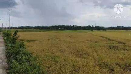 খোয়াই: গণকী কৃষি মাঠে জলাবদ্ধতা কারণে কৃষকরা ধান নিয়ে সমস্যার সম্মুখীন হয়ে পড়ে রয়েছে #jansamasya