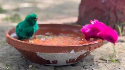 મોરબી: મોરબીના કેસરબાગમાં પક્ષીઓ માટે પાણીના કુંડા લગાવતું ABVP