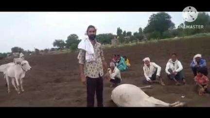 आर्वी: वर्धा मनेरी शिवारात शेतात चरण्यास गेलेल्या ६१ जनावरांना झाली विषबाधा, ४ जनावरांचा मृत्यू तर ४ गंभीर