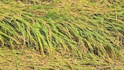 નવસારી: જિલ્લામાં કમોસમી વરસાદ સાથે ખાતર સહિતની વસ્તુના ભાવ વધારા અંગે ખેડૂતો મુશ્કેલીમાં