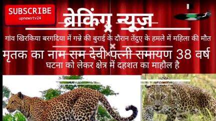 पूरनपुर पीलीभीत ग्राम खिरकिया बरगदिया निवासी लांग देवी पत्नी रामायण 38 वर्ष कि तेंदुए के हमले मे दर्दनाक मौत।