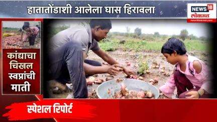 Special Report: कांद्याचा चिखल अन् स्वप्नांची माती, हातातोंडाशी आलेला घास हिरावला