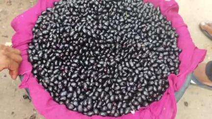 বিশালগড়: প্রতীক্ষার ফল বিশালগড় বাজারে, গ্রাহকদের উপচে পড়া ভিড়