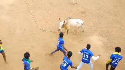 காளையார்கோவில்: வீரமுத்து பட்டியில் கோவில் திருவிழாவை முன்னிட்டு வடமாடு மஞ்சுவிரட்டு போட்டி. 14 காளைகள். 126 மாடுபிடி வீரர்கள் பங்கேற்பு.