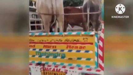 ಚಿಕ್ಕಬಳ್ಳಾಪುರ: ರೆಡ್ಡಿ ಗೊಲ್ಲವಾರ ಹಳ್ಳಿಯ ಬಳಿ ಗೋವುಗಳ ರಕ್ಷಣೆ ಮಾಡಿದ ಬಜರಂಗದಳ ಕಾರ್ಯಕರ್ತರು
