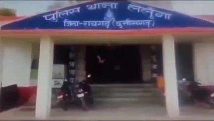 लैलूंगा: लैलूंगा पुलिस ने आरोपियों को गाय और बैल को अवैध रूप से मारते और बूचड़खाने ले जाते पकड़ा