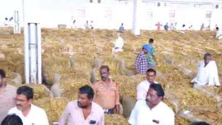 మార్కాపురం: పొదిలి పొగాకు బోర్డును సందర్శించి రైతులకు ధైర్యంగా కల్పించిన ఎమ్మెల్యే కందుల నారాయణరెడ్డి