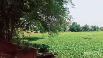 পুরুলিয়া ২: পুরুলিয়া শহরের সাহেব বাঁধের সামনে থাকা নতুন বাঁধ ঢেকে গিয়েছে কচুরিপানা ও ফুল বেল পাতায় #jansamasya