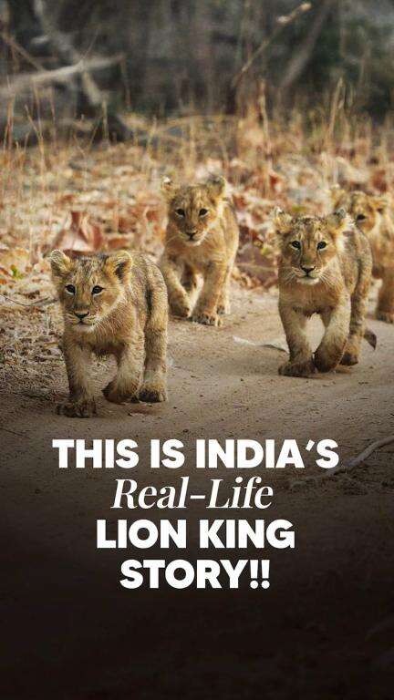 Roaring Success for India’s Lions!