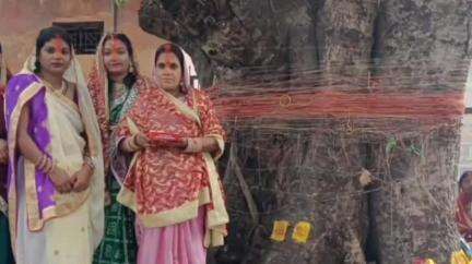 लैलूंगा: लैलूंगा में महिलाओं ने श्रद्धा और आस्था के साथ वट सावित्री व्रत का पूजन किया
