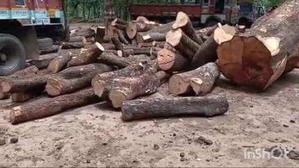 कुंवारपुर वन परिक्षेत्र में प्रतिबंधित पेड़ों की अवैध कटाई, वन विभाग ने आम की लकड़ी से भरे ट्रक को पकड़ा