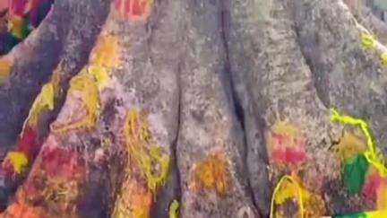 कहलगांव: कहलगांव के विभिन्न क्षेत्रों में वट सावित्री पूजा को लेकर मंदिरों और वट वृक्षों के पास महिलाओं की भारी भीड़