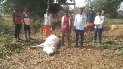 रामगढ़: बाघी गांव में ट्रांसफार्मर के नीचे करंट लगने से बैल की मौत, किसान ने मुआवजे की गुहार लगाई