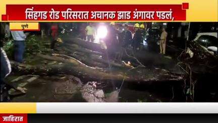 पुणे शहर: सिंहगड रोड परिसरात अचानक झाड अंगावर पडलं, पुण्यात तरुणाचा दुर्दैवी मृत्यू