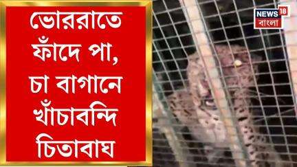 Alipurduar News : খাবারের খোঁজে লোকালয়ে চিতাবাঘ, অবশেষে খাঁচাবন্দি Leopard | Bangla News