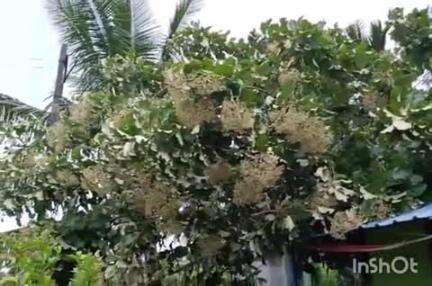 ಅರ್ಕಲ್ಗುಡ್: ಮುಗಳೂರು ಗ್ರಾಮದಲ್ಲಿ ಮನೆ ಮೇಲೆ ಬಿದ್ದ ಮರ, ಗೋಡೆ ಕುಸಿತ, ಕುಟುಂಬಸ್ಥರು ಪಾರು