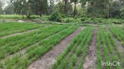 আলিপুরদুয়ার ১: বন্যপ্রানের খাদ্য সংকট মেটাতে জলদাপাড়া জাতীয় উদ্যানে ৪০০ হেক্টর জমিতে ঘাস ও গাছ লাগানো হবে বলে জানালেন বন বিভাগেরADFO