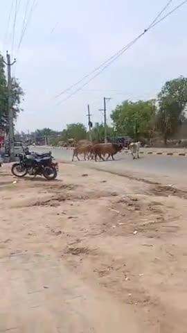 सिरसा: डेरा सच्चा सौदा के पास आवारा सांड ने बाइक सवार को मारी टक्कर, युवक की हुई मौत; कॉलोनी वासियो ने जताया रोष  #jansamasya