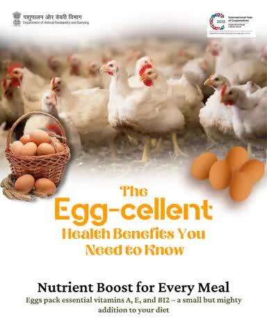 Discover the Egg-ceptional Power of Eggs!

Loaded with vitamins A, E, and B12, eggs are a compact source of big nutrition.
Add them to your meals for a daily dose of energy, vitality, and health!