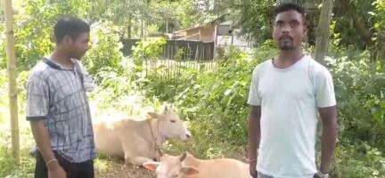 উত্তৰ লক্ষীমপুৰ: ডিজু চাপৰি গাঁৱত দুটা চোৰি গৰুৰ সৈতে এজন গৰু চুৰক আটক কৰি জহিং আৰক্ষীক গটালে ডিজু চাপৰি গাওঁৰক্ষী বাহিনীয়ে
