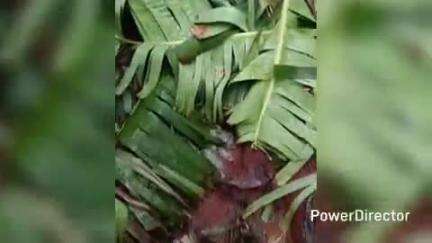 ಗುಂಡ್ಲುಪೇಟೆ: ನಿಲ್ಲದ ಕಾಡಾನೆ ಉಪಟಳ; ಮಂಚಹಳ್ಳಿಯಲ್ಲಿ ಬಾಳೆ, ಈರುಳ್ಳಿ ನಾಶ
