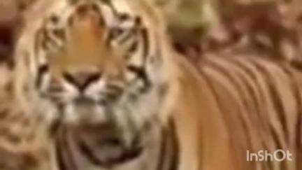 मूल: सरपण गोळा करण्यासाठी गेलेल्या महिलेवर वाघाचा हल्ला महिला ठार टोलेवाही भगवानपूर  येथील घटना