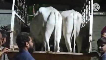 मिरज: वसंतदादा पेट्रोलपंपा शेजारी सांगली माधवनगर रोडवर वाहतूक केल्या जाणाऱ्या दोन गाईंची सुटका, पोलिसांत तिघांवर गुन्हा दाखल