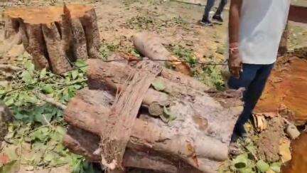 अजमेर: गंज क्षेत्र में बरसों पुराना पीपल का पेड़ काटने पर क्षेत्रवासियों ने जताई नाराजगी, कहा- महिलाएं करती हैं यहां पूजा