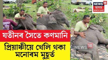 Baby Elephant Kaziranga | কণমানি হাতীপোৱালিৰ খেল, তাইৰ নাম প্ৰিয়াঞ্চী N18V