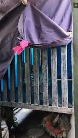 पूरनपुर: हरिपुर में पकड़ी गई बाघिन की रिहाई के लिए भेजा गया प्रस्ताव, अनुमति का इंतजार
