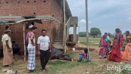 सतगावां: सिहास में 11000 वोल्ट के तार की चपेट में आने से एक भैंस की मौत
