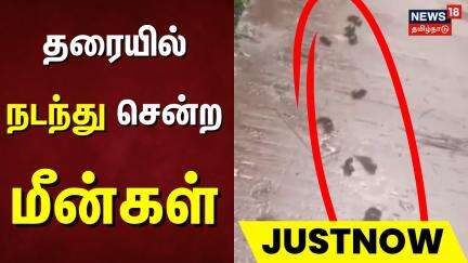 தரையில் "நடந்து" சென்ற மீன்கள் | Puducherry | Fish Video | Carp