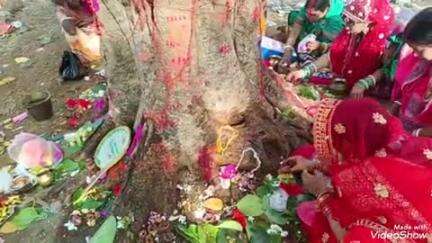 देवीपुर: प्रखंड क्षेत्र में वट सावित्री व्रत के पर्व पर सुहागिनों ने की पूजा-अर्चना