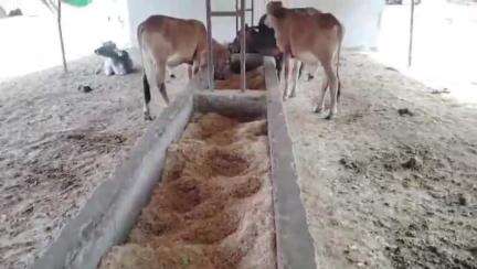 सगड़ी: तेरही अस्थायी गोवंश आश्रय स्थल पर दुर्व्यवस्थाओं का अंबार, शासन-प्रशासन के जिम्मेदार अधिकारी बने हुए हैं बेखबर