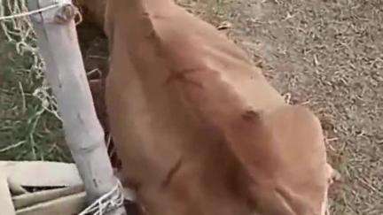 नईगढ़ी: नईगढ़ी: मढ़ीगांव में गाय से क्रूरता का वीडियो वायरल, थाने में रिपोर्ट दर्ज