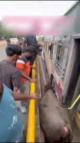 हवेली: भोसरी येथे बीआरटी मार्गात म्हैस अडकल्याची घटना घडली