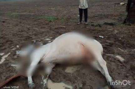 चंद्रपूर: मशागत सुरु असतांना विज पडून बैलाचा मृत्यू तर दुसरा बैल जखमी ;केसुर्ली शेतशिवारातील घटना