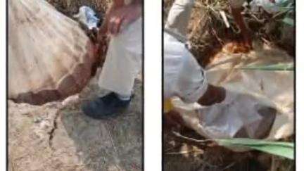 डेहरी: गंगौली नहर के पास 1000 लीटर महुआ पास को किया गया विनष्ट