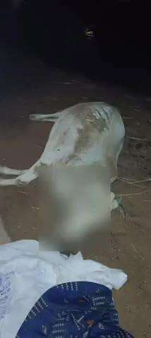 कवर्धा: ग्राम बघर्रा में सड़क पर बैठी मवेशी से टकराकर तेज रफ्तार पिकअप वाहन अनियंत्रित होकर पलटी, कोई हताहत नहीं, बड़ा हादसा टला