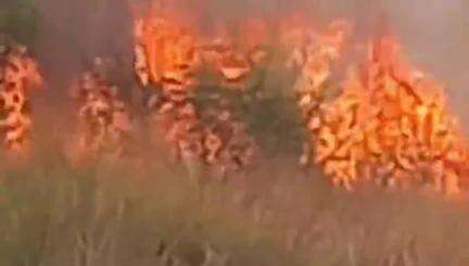 लालगंज: कैथी शंकरपुर में अज्ञात कारणों से हाईवे के पास पेड़ों और खेतों में लगी भीषण आग, कड़ी मशक्कत के बाद पाया गया काबू