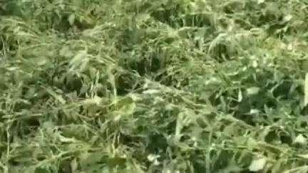 आर्णी: तालुक्यात सतत सुरू असलेल्या अवकाळी पावसामुळे तिळ व ज्वारी पिकाचे होत आहे नुकसान