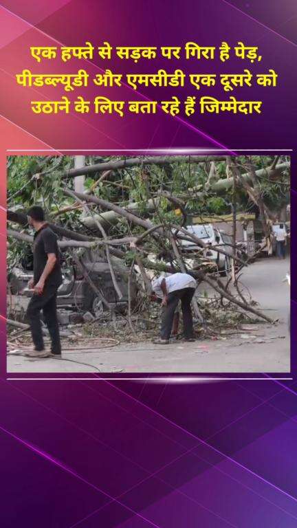 सीलमपुर: एक हफ्ते से सड़क पर गिरा है पेड़, 
पीडब्ल्यूडी और एमसीडी एक दूसरे को 
उठाने के लिए बता रहे हैं जिम्मेदार #jansamasya