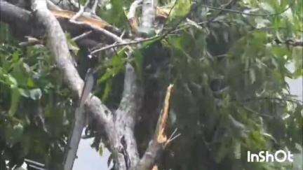 കോഴിക്കോട്: അരീക്കാട് ഇന്നും മരം കടപുഴകി വീണു, ട്രെയിൻ ഗതാഗതം എട്ടുമണിക്കൂറോളം താളം തെറ്റി, പ്രദേശം ഇരുട്ടിലായത് 20 മണിക്കൂറിലേറെ