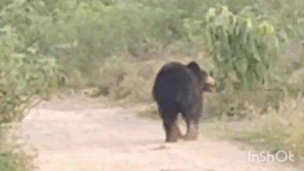 सिंगोली: सिंगोली तहसील के ग्वालियर कला गांव के पास दिखा भालू, राहगीर ने बनाया वीडियो; वन विभाग ने दी चेतावनी