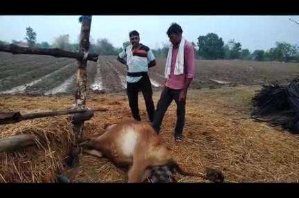 रामटेक: रामटेक तालुक्यात वादळी पावसाचा कहर ; वीज पडून मांगली येथे 3 बकरी, 1बकरा तर खुमारी येथे एक गाय मृत