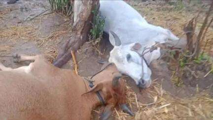 कुरई: ग्राम मोहगांव तितरी में आकाशीय बिजली गिरने से दो बैलों की मौत, पीड़ित ने मुआवजे की मांग की